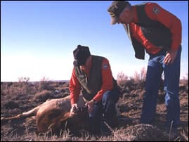 Wyoming game wardens inspect a diseased elk, 2004. <br>Photo courtesy of Wyoming Fish & Game Dept.