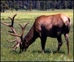 feedingelk-tn