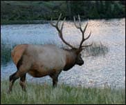 followup-elk-tn followup-elk-tn