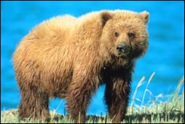 The Grizzly Bear.<br> Re-districted out of endangered status?