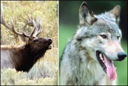 elkvswolf1b