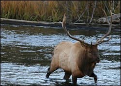 An elk navigates a stream. <br>Photo Credit: Tory & Meredith Taylor