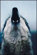 elkvswolf3