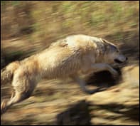 elkvswolf4