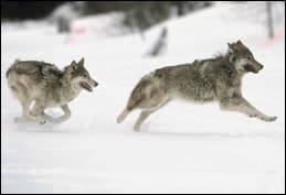 elkvswolf6
