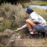 Campers often can't resist temptation to feed the park animals...<br>Photographer: C. Duchesne, Image courtesy of Yellowstone National Park.