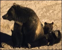 bearbynumbers-1
