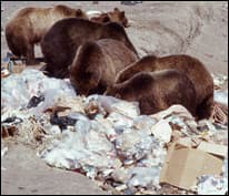 bearbynumbers-2