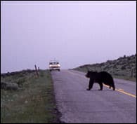 bearbynumbers-3