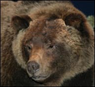 Bear No. 104