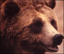 bearbynumbers-6