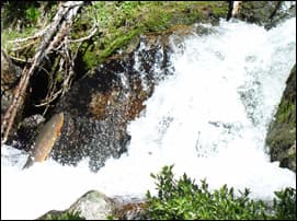 Golden trout jumping the waterfall
