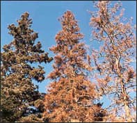 A dying spruce forest