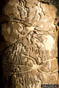bark_beetle