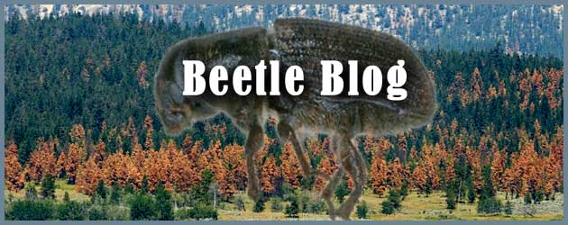 beetle_blog_header