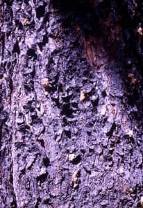 Bark Beetle pitch tubes on lodgepole pine; Myers; No date