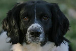 Striker.closeup