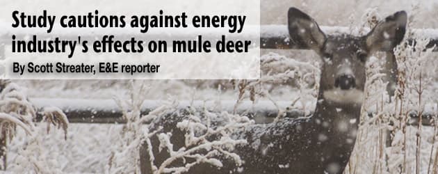energy-mule-deer-header
