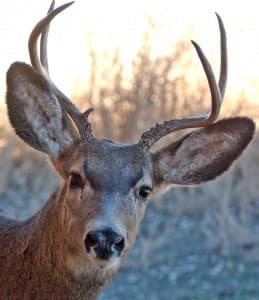 A mule deer buck stares intently. (Ruffin Prevost/WyoFile - clic