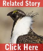 Sage Grouse Strategy