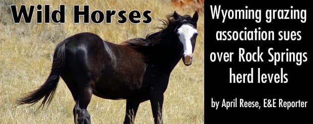 wild_banner Wild Horses