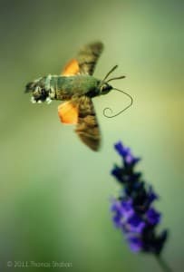 Hummingbird Hawk Moth