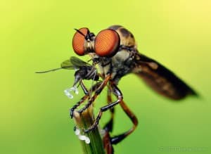 Robber Fly
