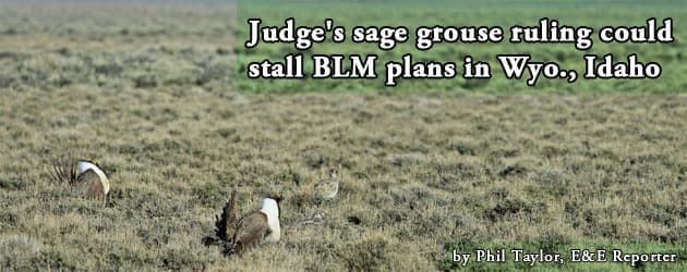 grouse_ruling_banner Judge's sage grouse ruling could stall BLM plans in Wyo., Idaho