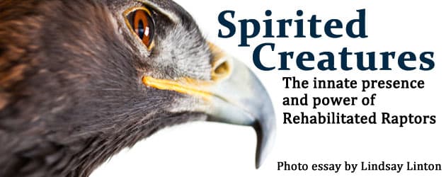 rehabraptor_banner Spirited Creatures: The innate presence and power of Rehabilitated Raptors