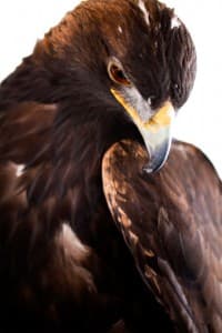 rehabraptor_gus2 Gus, the golden eagle