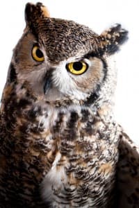 rehabraptor_owly2 Owly