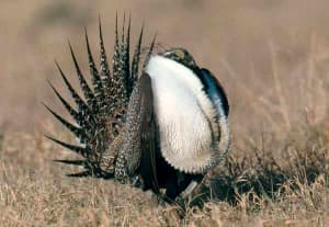 Greater sage grouse