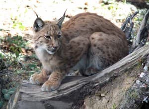 Lynx