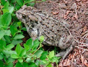 Boreal toad