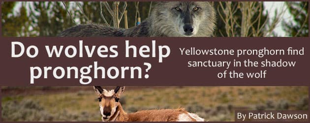 wolvespronghorn_banner Do wolves help pronghorn? Yellowstone pronghorn find sanctuary in the shadow of the wolf