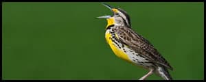 Thumbnail image for Bird of the State