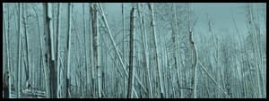 Thumbnail image for Forest of Grey