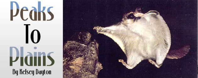 peakstoplains_flyingsquirrel_banner Peaks To Plains: Flying squirrel research launched