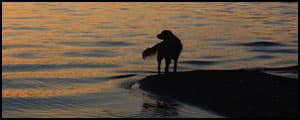 Thumbnail image for Frankly Yellowstone