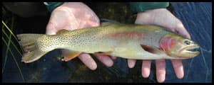 Thumbnail image for Underwater war: Killing lake trout to save cutthroat in Yellowstone