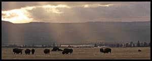 Thumbnail image for Beamed Buffalo