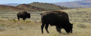 Thumbnail image for Grad student strives to bring buffalo back to Wyo. reservation