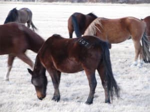 crowdedrange_brand Wild horses are branded when they are gathered
