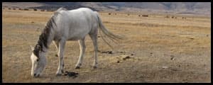 Thumbnail image for Wyoming ranch is first to house wild horses for tourism