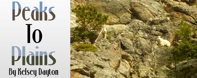 Mountain Goats threaten Bighorn Sheep