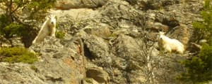 Thumbnail image for Mountain goats threaten Bighorn sheep