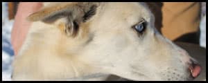 Thumbnail image for Sled dogs race to Wyoming towns this week