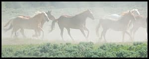 Thumbnail image for Settlement to remove herds from Wyo. grazing lands riles mustang advocates