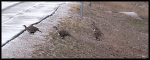 Thumbnail image for Groups say new management plan fails to protect sage grouse
