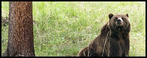Thumbnail image for Grizzly bear delisting uncertain despite strong numbers